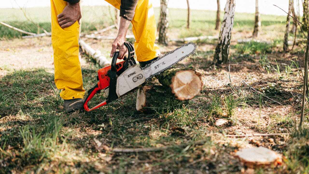  Lake Belvedere Estates, FL TreeGuard Tree Service Pros